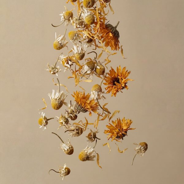 Dried flowers hanging against a beige background