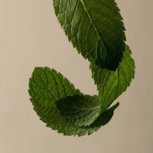 Green leaves arranged in a curved pattern on a beige background