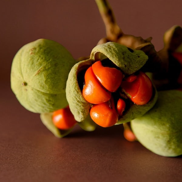 Close-up of a mafura butter plant on a brown background